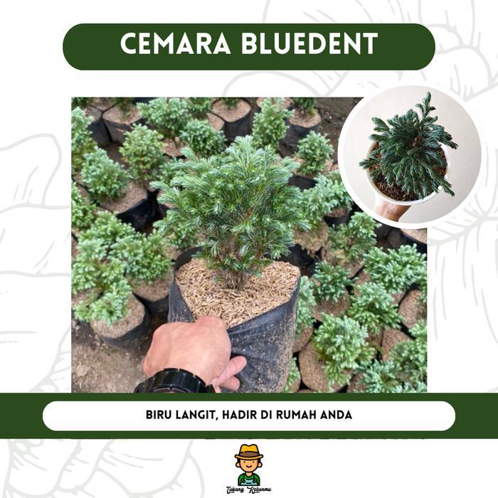 Tanaman Hias Cemara Bluedent Daun Perak, Cocok untuk Bonsai