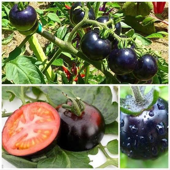 Tanaman Bibit Black Cherry Tomato