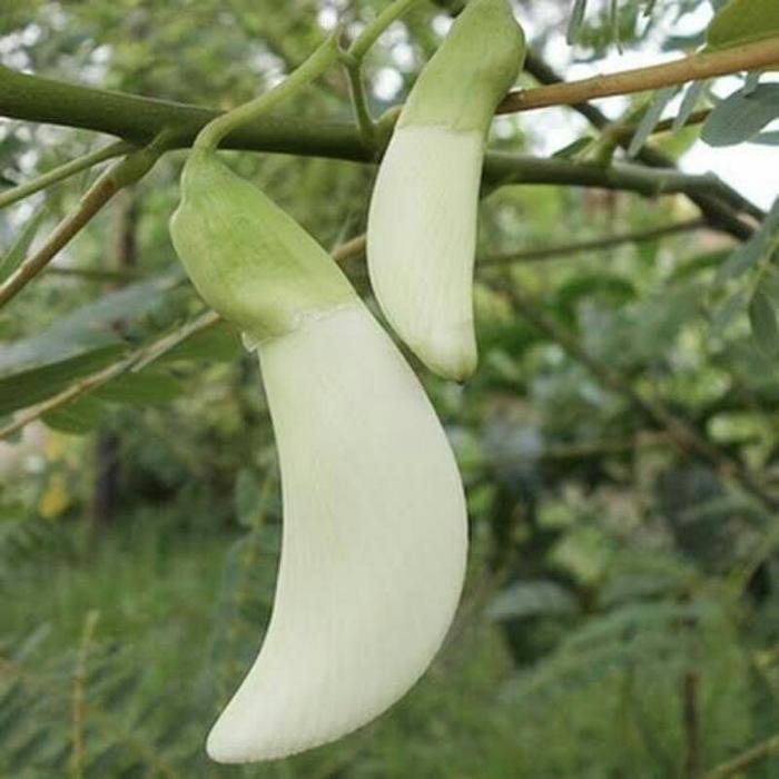 Bibit Tanaman Kembang Turi Putih Bunga Turi Siap Tanam