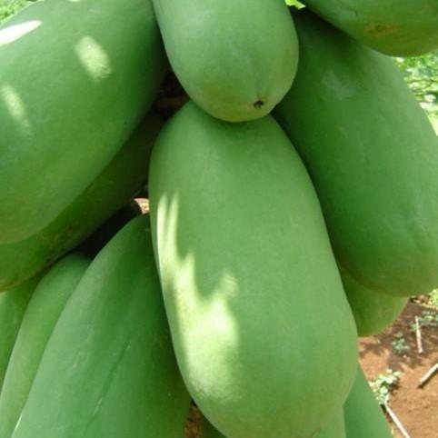 NEWW Benih Pepaya Callina IPB (IPB9)