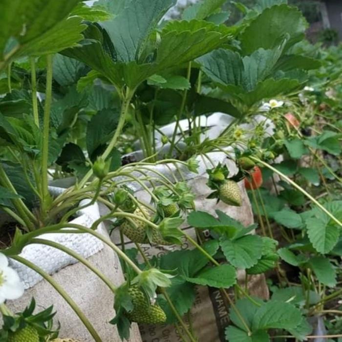 "New" Bibit Strawberry JUMBO Sagahonoka