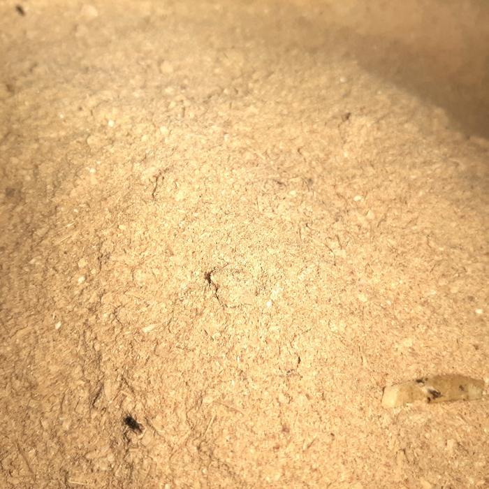 dedak halus dedak pakan ayam 4kg readyyy