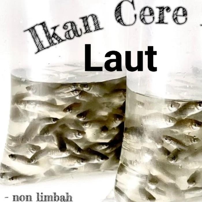 Cere Laut Pakan Ikan Predator