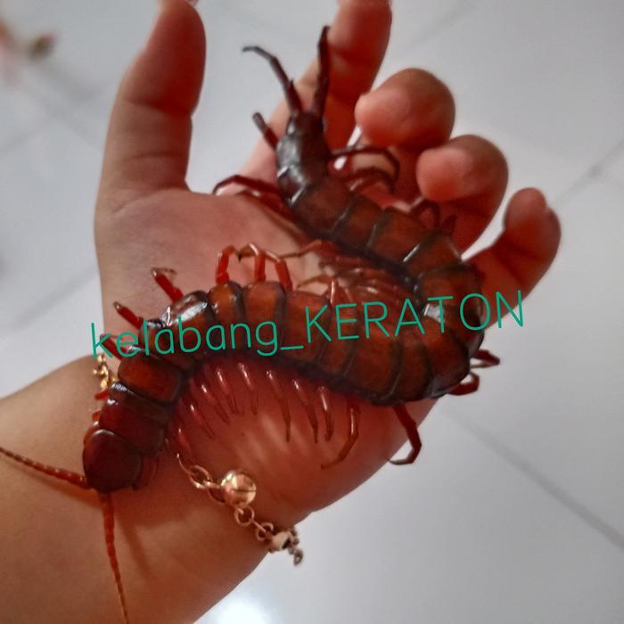 Kelabang Lipan Jumbo 11cm pakan Arwana Ikan Predator