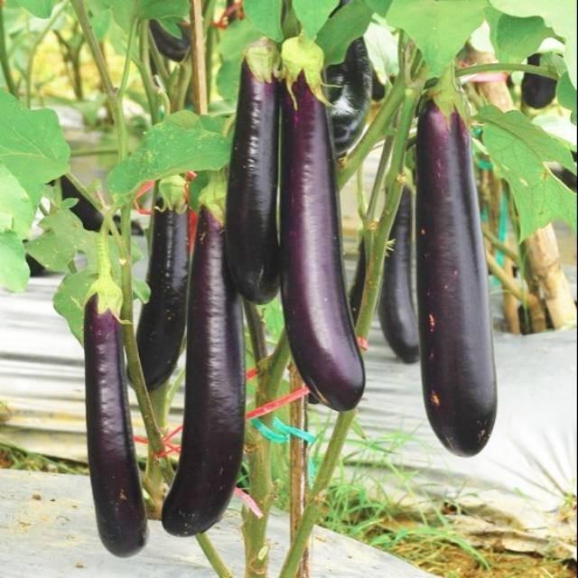 25 biji - Benih Terong Ungu YUMI F1 - jenis terong ungu favorit para petani