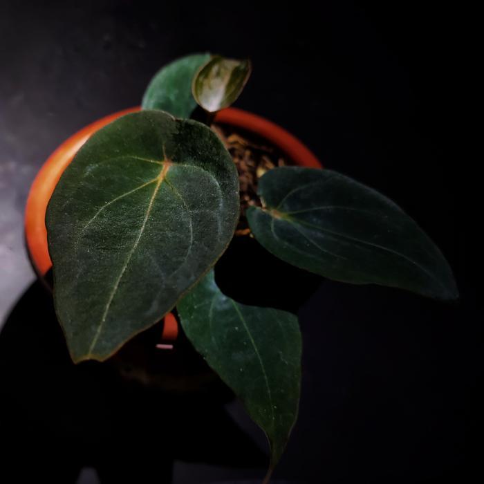 Anthurium Forgetii Redd Spider Original Best Seller