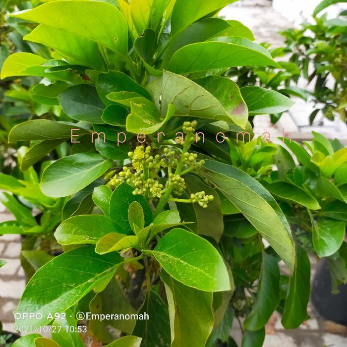 Bibit Buah Alpukat Murah Sudah Berbunga atau Berbuah