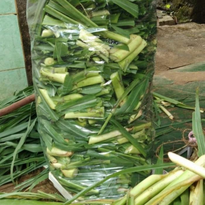 NEWW rumput odot segar pakan marmut kelinci kura kura