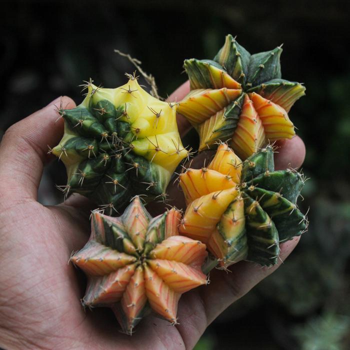 Argotech_ Kaktus Gymnocalycium Mihanovichii Lb Variegata