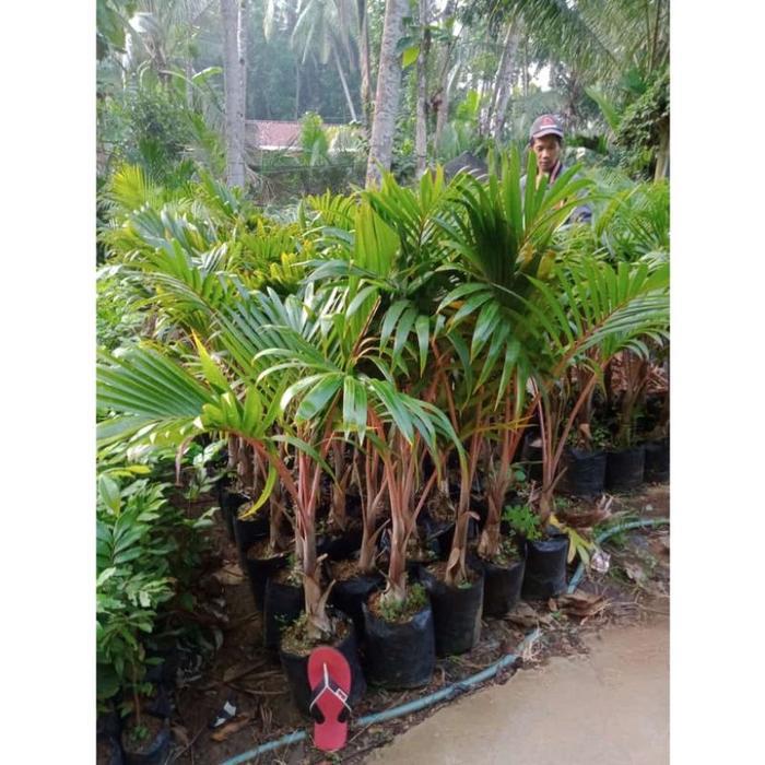 Koralineshop ( ) Tanaman Hias Palem Botol Merah Tinggi 60- 1Meter - Palem