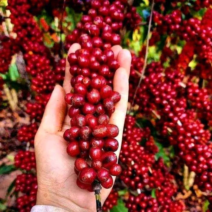 Swaylineshop Bibit Kopi Arabika Gayo Siap Tanam Cabutan Isi/100 Bibit