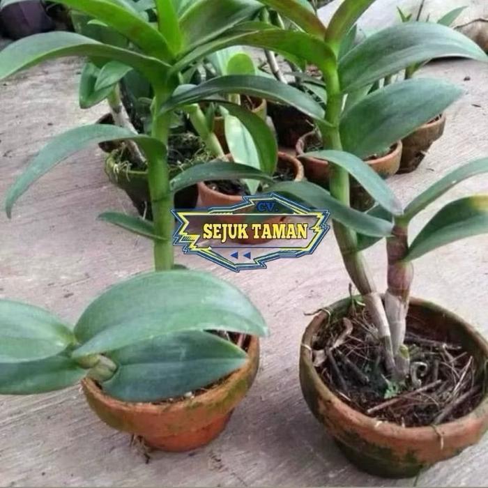 Swaylineshop Anggrek Dendrobium Besi/Violaceoflavens Seedling