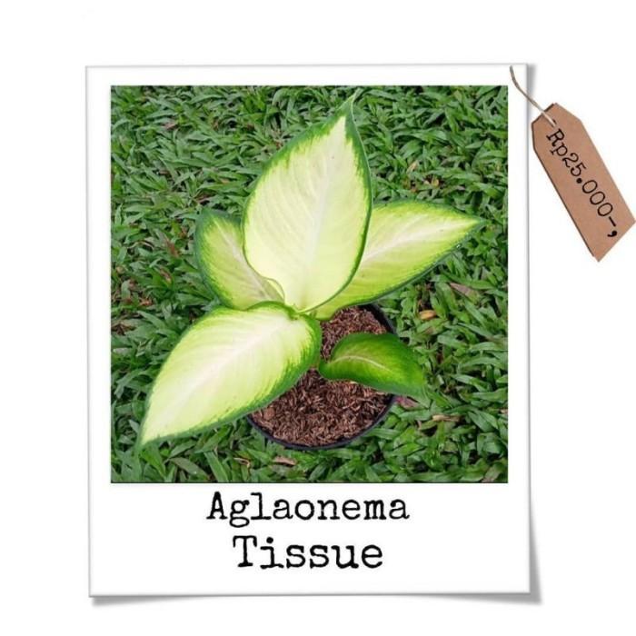 Swaylineshop Tanaman Hias Aglonema Tissue - Aglonema Tissue