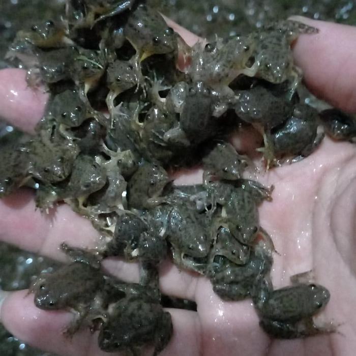 Pakan Ikan Predator - Kodok air - Katak air makanan ikan arwana&chana