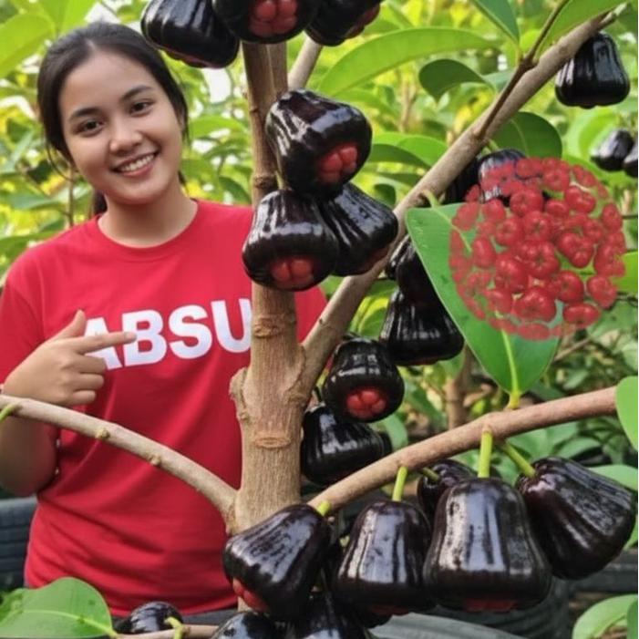 Bibit Jambu air hitam Black guava
