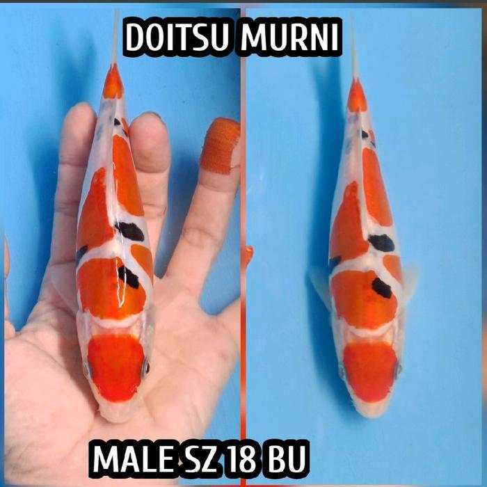 TEREMURAHTERLARIS READY SILAHKAN DIORDER IKAN KOI BLITAR F1 SANKE DOITSU SQ READY KOHAKU SHOWA DLL