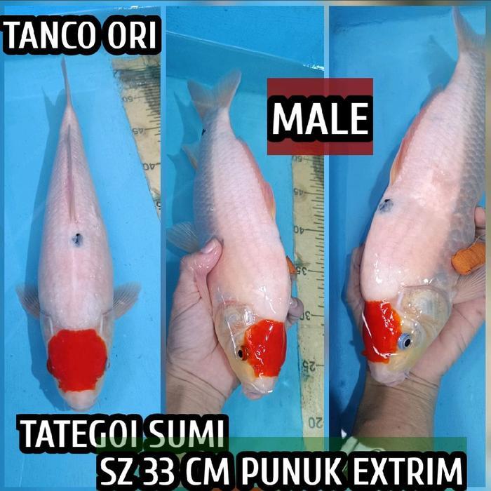 TEREMURAHTERLARIS READY SILAHKAN DIORDER IKAN KOI BLITAR TANCHO SANKE JANTAN BERPUNUK EXTRIM ADAJUGA
