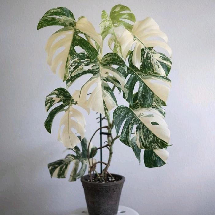 Tanaman monstera varigata marble
