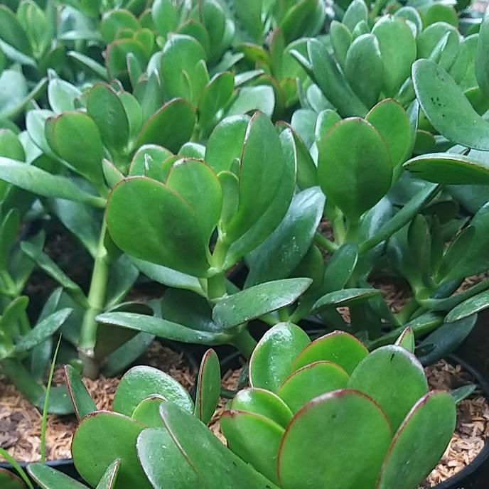 Pesona_Mimin Sukulen Jade Plant Jumbo