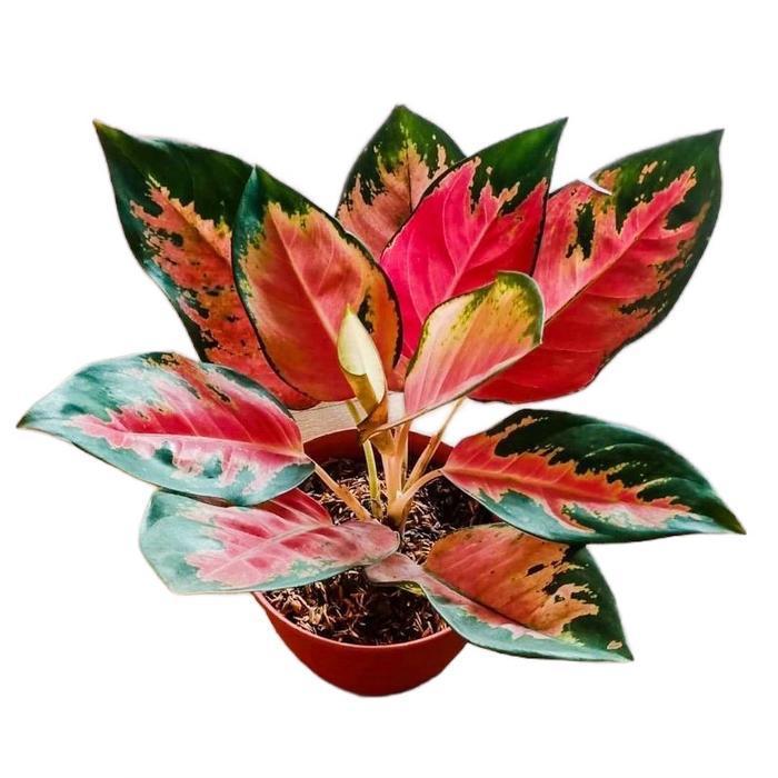 aglonema red kochin dewasa , aglonema kochin Tanaman Hias Daun