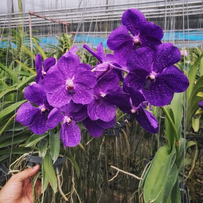 BERBUNGA VANDA PACHARA DELIGHT