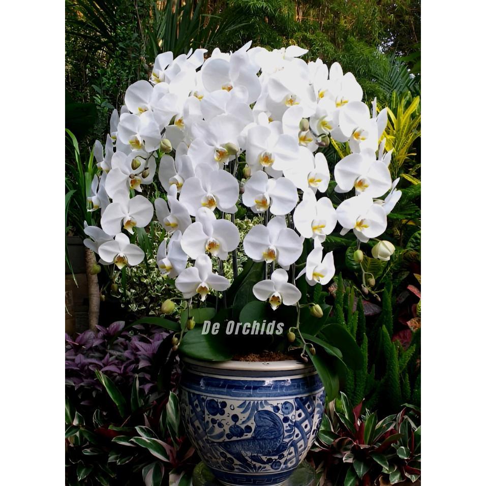 ANGGREK BULAN DEWASA RANGKAIAN 7 POHON TERMASUK POT KERAMIK