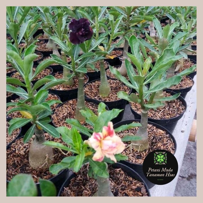 Tanaman Hias Adenium Bunga Tumpuk Hasil Grafting Ukuran Size B Bonggol Besar Entres Panjang cantik