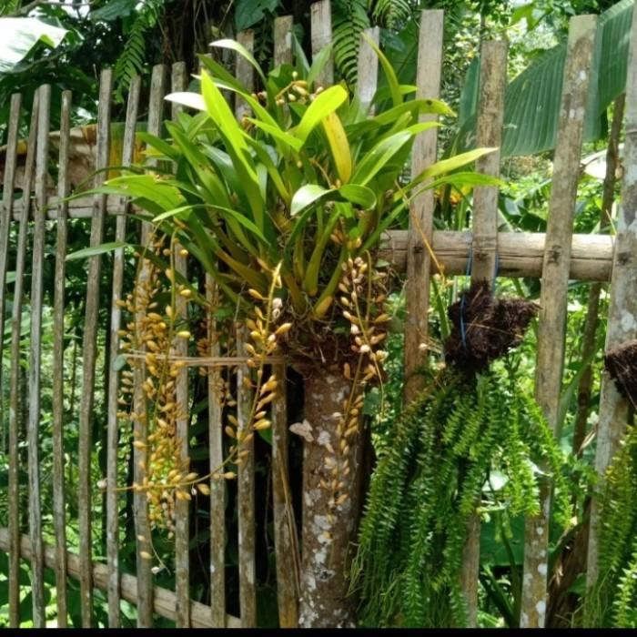 Koralineshop Teralis Anggrek Eria Satu Bonggol