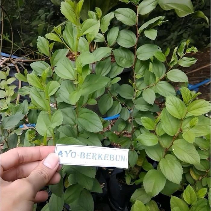 (paket 4 bibit) bidara arab super murah,media ruqyah