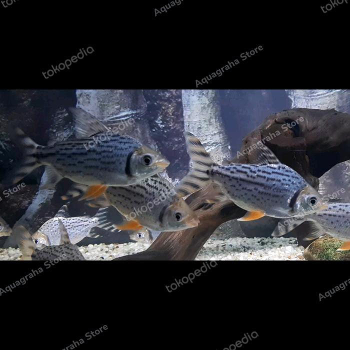 NEW PRODUCT IKAN HIAS RED FEIFENG RED FEI FENG RFF AMERICAN FLAGTAIL
