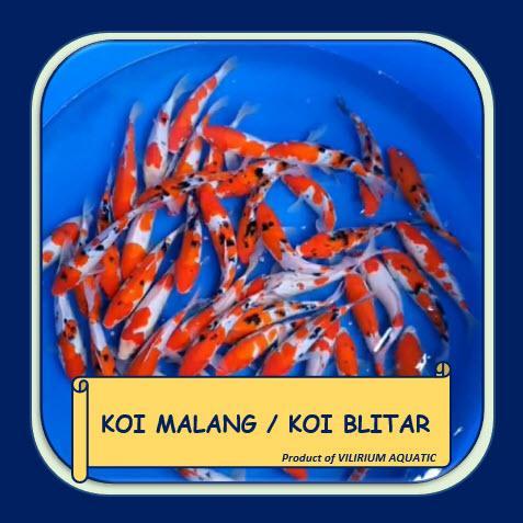 TEREMURAHTERLARIS READY SILAHKAN DIORDER IKAN HIAS AIR TAWAR - KOI MALANG / KOI BLITAR (20CM)