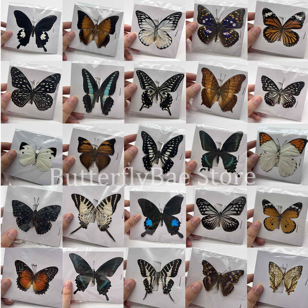 10-100Pcs Real Butterfly Specimens Insect Figurines Production Charm Home Decoration Accessories for