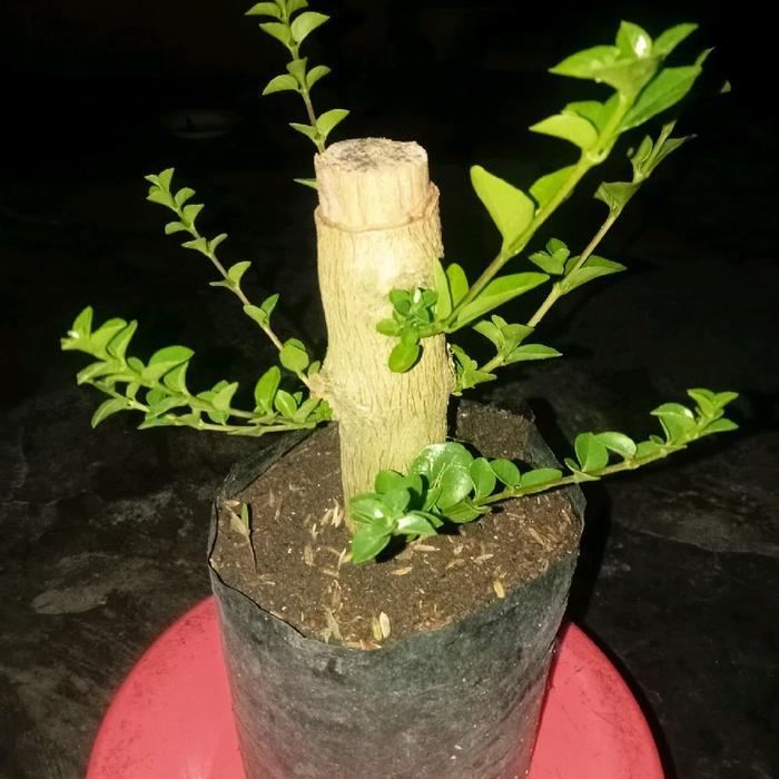 Bibit/Bahan Bonsai Sancang Besar batang lengan Balita