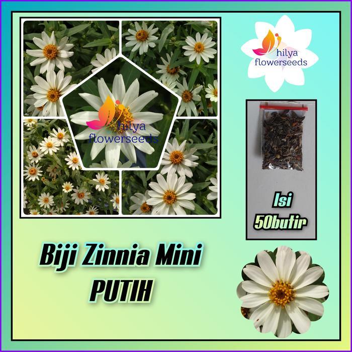 Pesona_Mimin Biji Zinnia Mini Putih