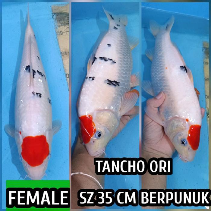 TEREMURAHTERLARIS READY SILAHKAN DIORDER KOI BLITAR TANCHO SANKE READY CHAGOI KOHAKU SHOWA KARASI