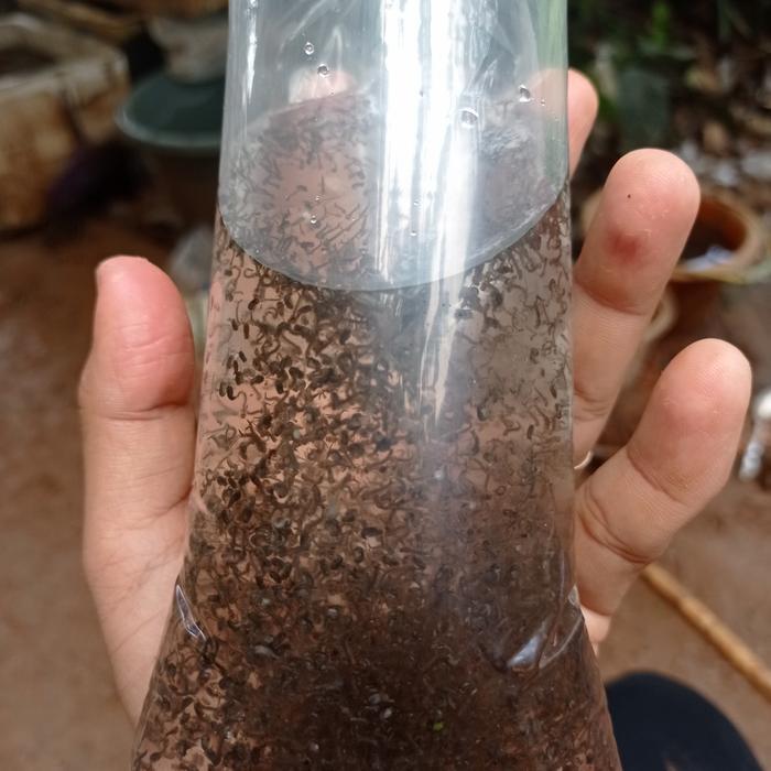 jentik nyamuk / jentik nyamuk pakan ikan / pakan ikan cupang