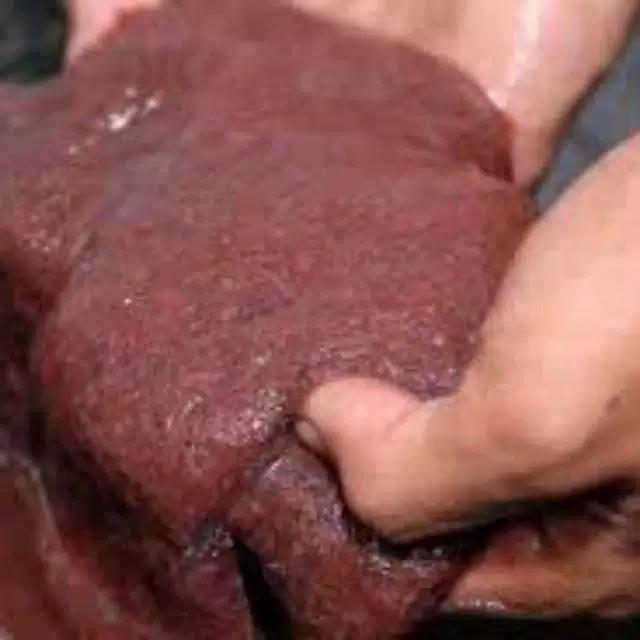 Cacing sutra Hidup - casut pakan cupang hidup /cacing makanan ikan