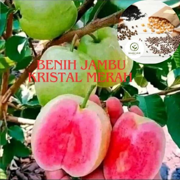 BENIH TANAMAN JAMBU KRISTAL MERAH TANPA BIJI SUPER PREMIUM DENGAN KUALITAS TERBAIK ( bbt jambu