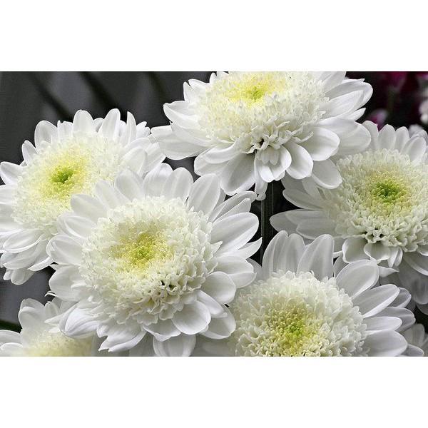 12 Biji benih Bunga Chrysanthemum krisan white biji