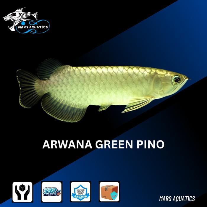 TEREMURAHTERLARIS READY SILAHKAN DIORDER IKAN HIAS IKAN PINO ARWANA GREEN PINO ARWANA PINO SIZE