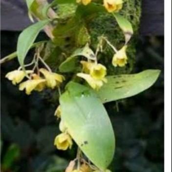 Swaylineshop Anggrek Dendrobium Lamelatum,Per Rumpun Dewasa