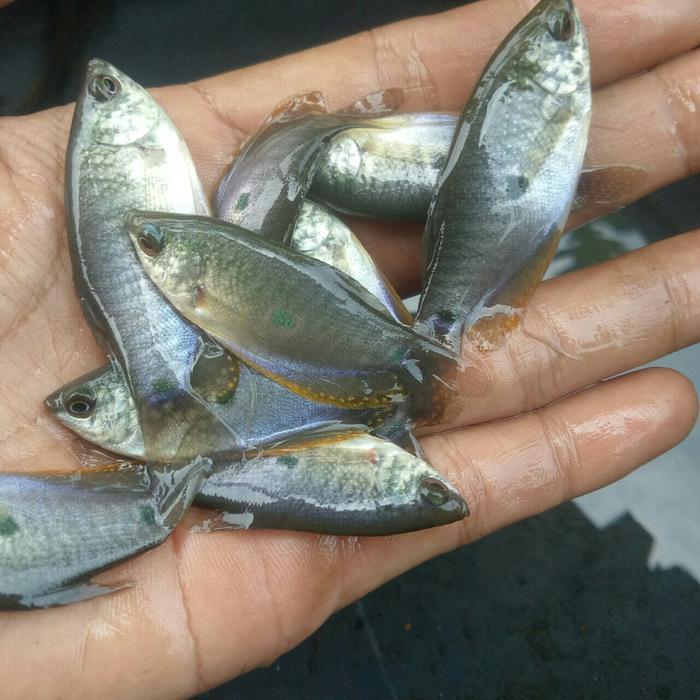 SEPAT SAWAH HIDUP PAKAN IKAN PREDATOR.SIZE RANDOM