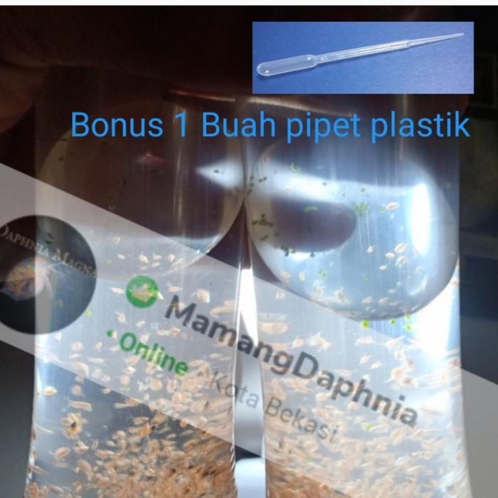 daphnia magna kutu air raksasa pakan alami ikan cupang Guppy hias