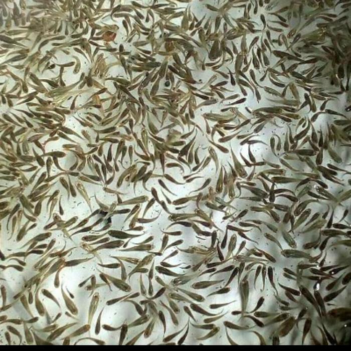 Ikan Cere / Guppy Sungai Sawah Pakan Ikan Predator Kualitas Top