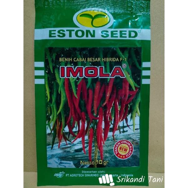 Cabe Besar Imola New F1 Cabe Besar Hibrida New Imola Buah Lebat