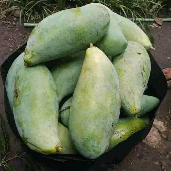 Bibit MANGGA MAHATIR Siap BERBUNGA