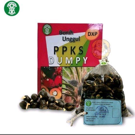 dxp Benih unggul kecambah Sawit Original Sungai Pancur DUMPY isi 250 Butir Bersertifikat