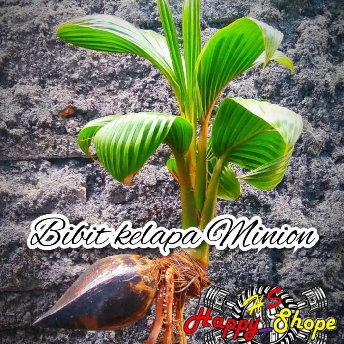 Bibit bonsai kelapa minion sudah bertunas termurah