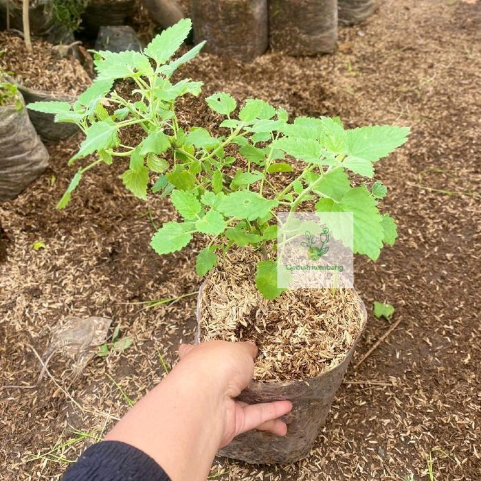 Swaylineshop Tanaman Catnip - Kucingan -Tutuwuhan -Anting Anting