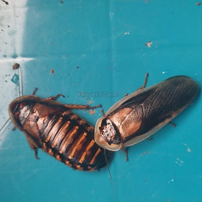 kecoa dubia indukan paket pakan ikan reptile burung